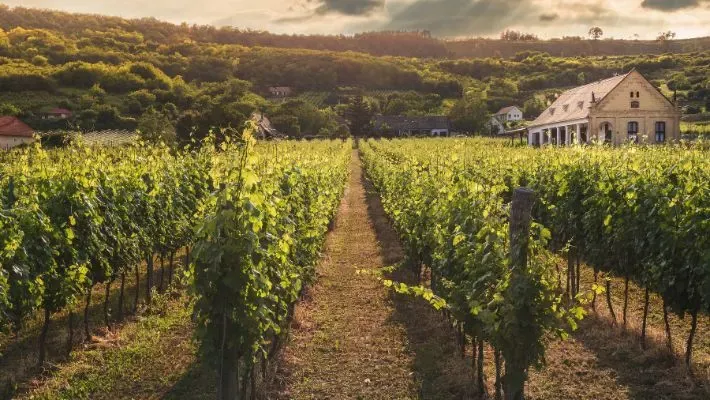 How to Buy Farmland for Investment