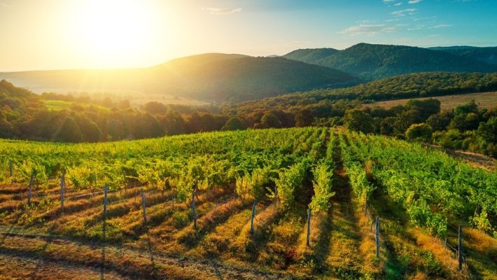 How Managed Farmland Works