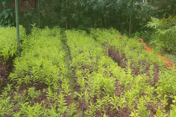 Bulk Land Image